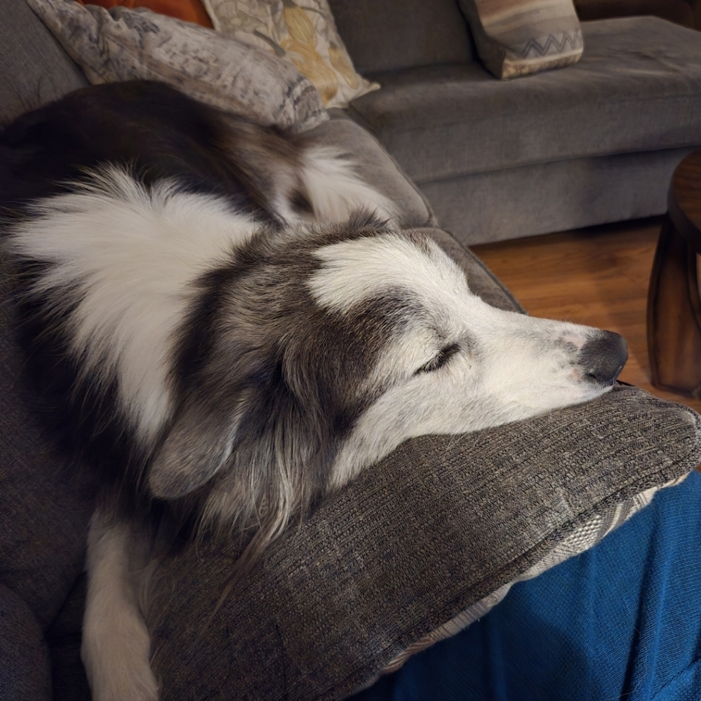 Meet your Posher, Janet